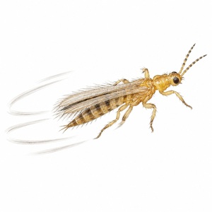 Frankliniella occidentalis se déplace rapidement lorsqu'il est dérangé.
